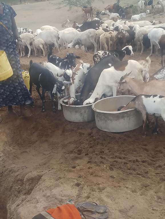 Livestock watering — goats at community basins